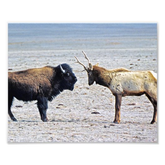 Challenge Elk vs. Buffalo 8x10 Foto Afdruk (Voorkant)