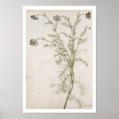 Chamaemelum nobile Allioni, c.1568 Poster (Voorkant)