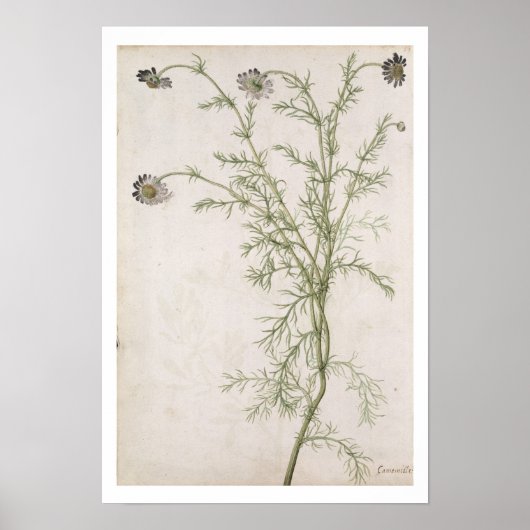 Chamaemelum nobile Allioni, c.1568 Poster (Voorkant)