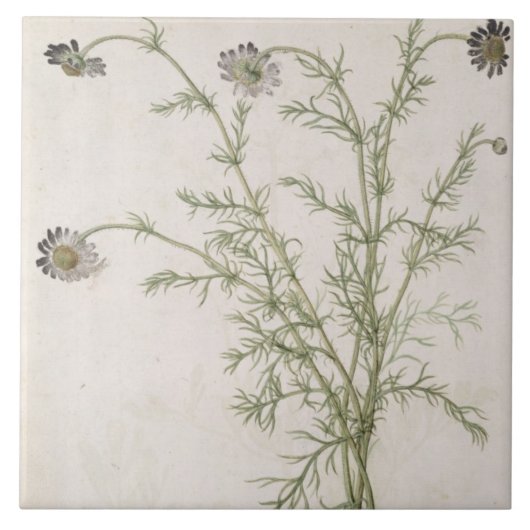 Chamaemelum nobile Allioni, c.1568 Tegeltje (Voorkant)
