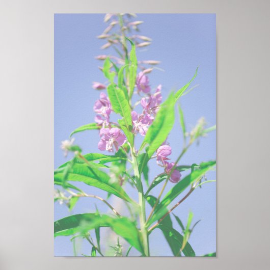 Chamaenerion angustifolium Fireweed Flowers Poster (Voorkant)