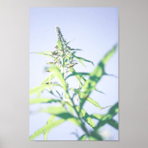 Chamaenerion angustifolium Fireweed Green Leaves Poster