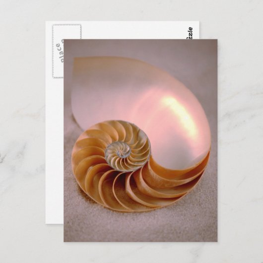 Chambered Nautilus Briefkaart (Voorkant / Achterkant)