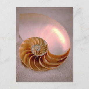 Chambered Nautilus Briefkaart