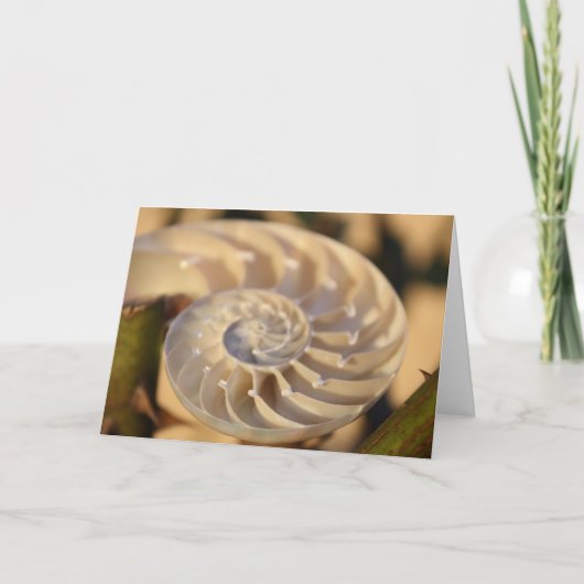 Chambered Nautilus Kaart (Voorkant)