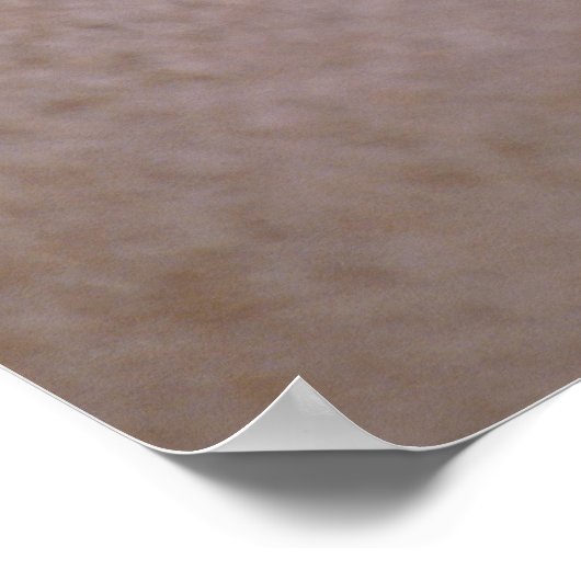 Chambered Nautilus Poster (Hoek)