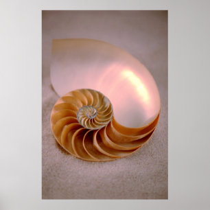 Chambered Nautilus Poster