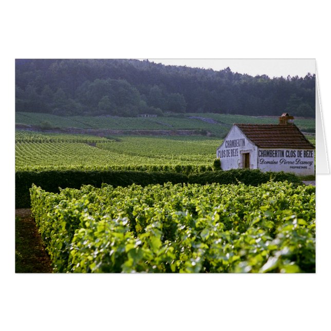 Chambertin Clos de Beze Grand Cru wijngaard met (Voorkant Horizontaal)