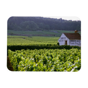 Chambertin Clos de Beze Grand Cru wijngaard met Magneet
