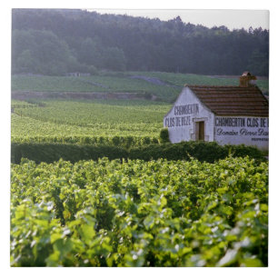 Chambertin Clos de Beze Grand Cru wijngaard met Tegeltje