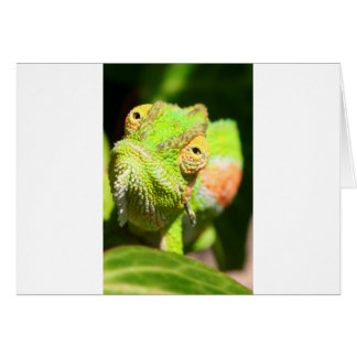 Chameleon