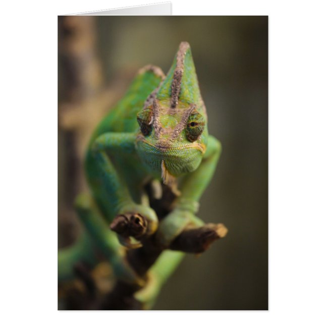 Chameleon (Voorkant)