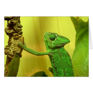Chameleon