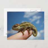 Chameleon Briefkaart (Voorkant / Achterkant)
