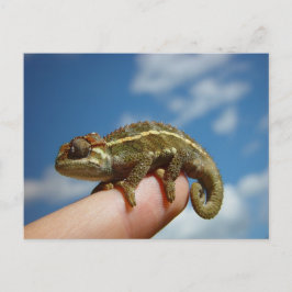 Chameleon Briefkaart