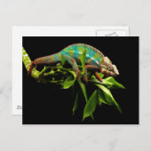Chameleon Briefkaart (Voorkant / Achterkant)