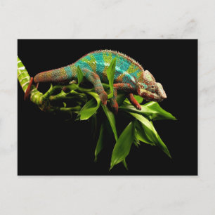 Chameleon Briefkaart