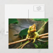 Chameleon Briefkaart (Voorkant / Achterkant)