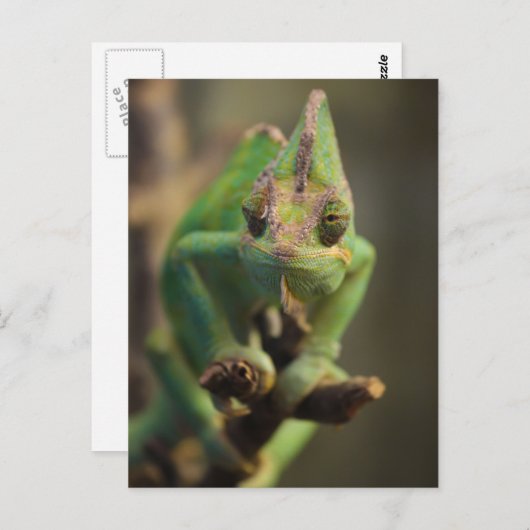 Chameleon Briefkaart (Voorkant / Achterkant)