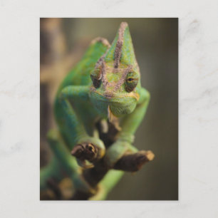 Chameleon Briefkaart