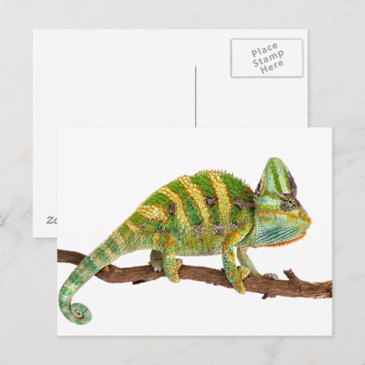 Chameleon Briefkaart (Voorkant / Achterkant)