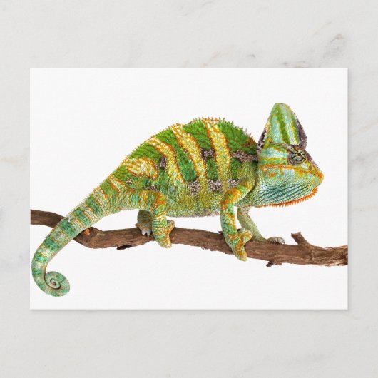 Chameleon Briefkaart (Voorkant)