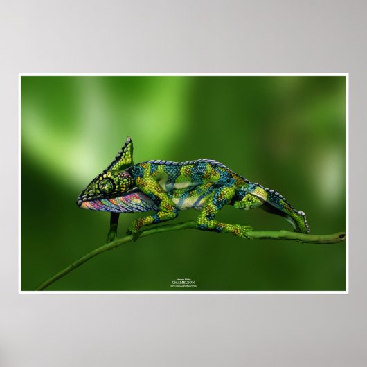 Chameleon by Johannes Stötter Poster (Voorkant)