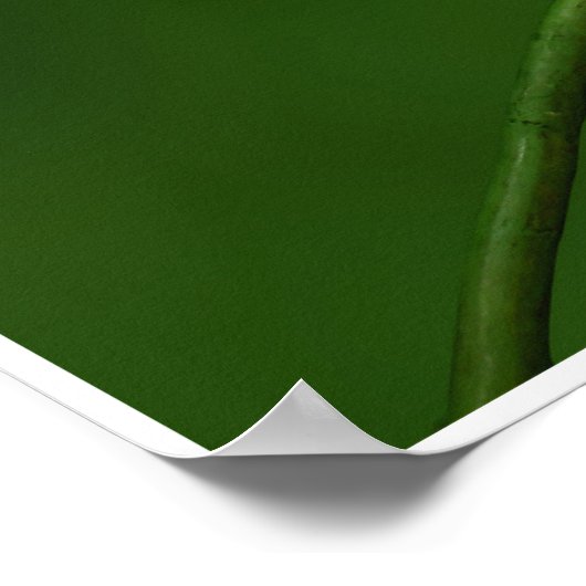 Chameleon by Johannes Stötter Poster (Hoek)