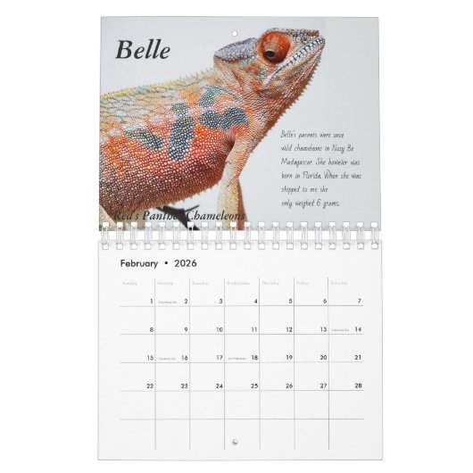 Chameleon Calendar Kalender (Feb 2026)