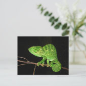 Chameleon (Chamaeleo zeylanicus) Briefkaart (Staand voorkant)