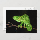 Chameleon (Chamaeleo zeylanicus) Briefkaart (Voorkant / Achterkant)