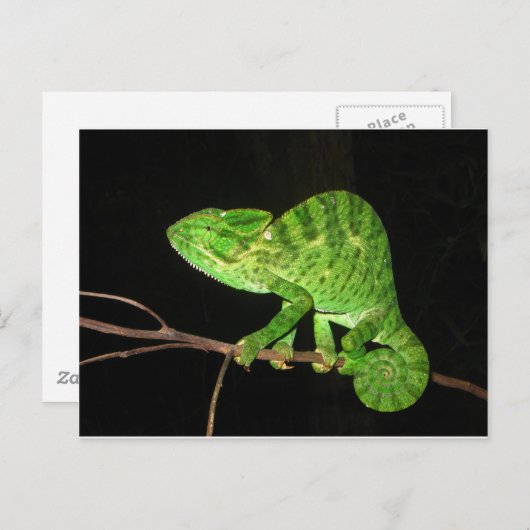 Chameleon (Chamaeleo zeylanicus) Briefkaart (Voorkant / Achterkant)