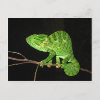 Chameleon (Chamaeleo zeylanicus)