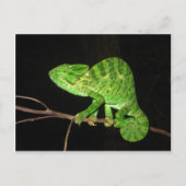 Chameleon (Chamaeleo zeylanicus) Briefkaart (Voorkant)