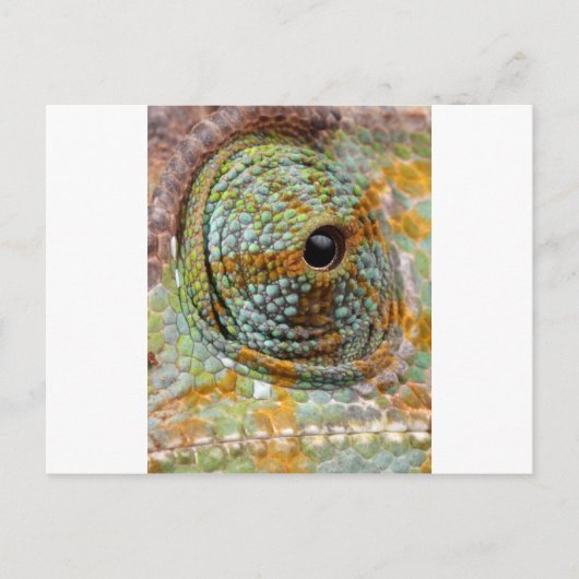 Chameleon Eye Mod Stijlvol Dier Briefkaart (Voorkant)