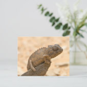 Chameleon in Namibië Briefkaart (Staand voorkant)