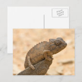 Chameleon in Namibië Briefkaart (Voorkant / Achterkant)