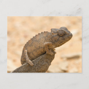Chameleon in Namibië Briefkaart