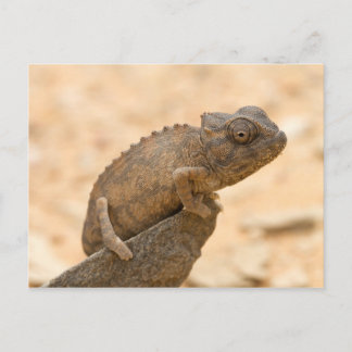 Chameleon in Namibië Briefkaart