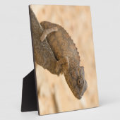 Chameleon in Namibië Fotoplaat (Zijkant)