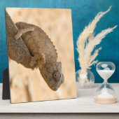 Chameleon in Namibië Fotoplaat (Zijkant)
