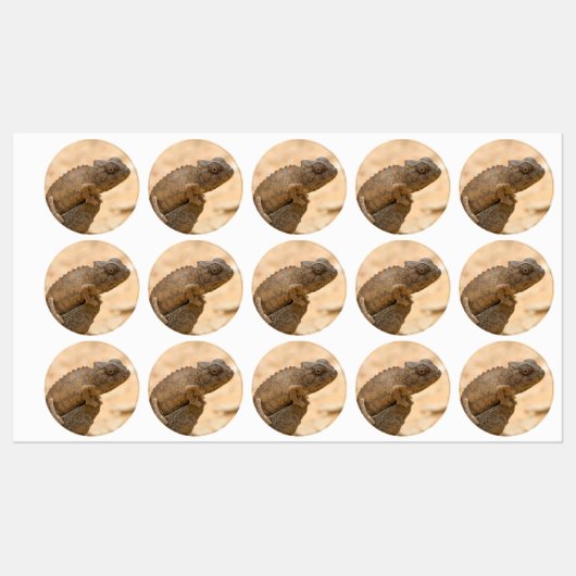 Chameleon in Namibië Labels (Vel)