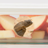 Chameleon in Namibië Labels (Aangebracht)