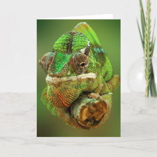 Chameleon Kaart