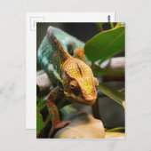 Chameleon komt naar voren briefkaart (Voorkant / Achterkant)