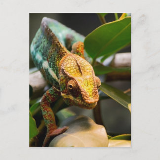 Chameleon komt naar voren briefkaart