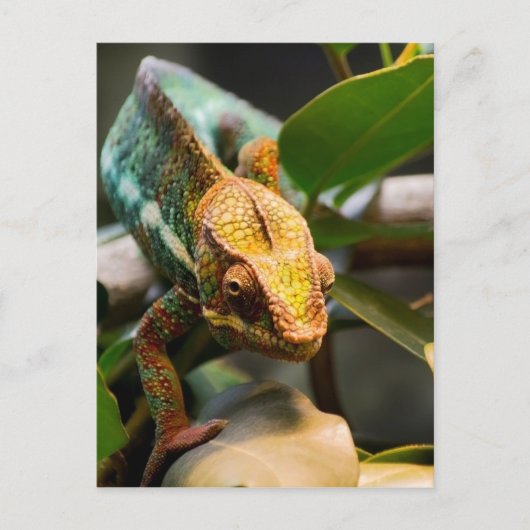 Chameleon komt naar voren briefkaart (Voorkant)
