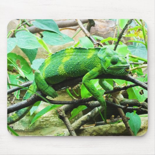 Chameleon Muismat (Voorkant)
