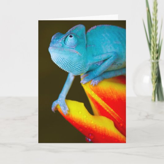Chameleon op een rode en gele tulp kaart (Voorkant)