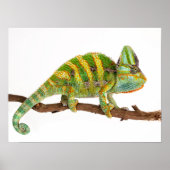 Chameleon Poster (Voorkant)